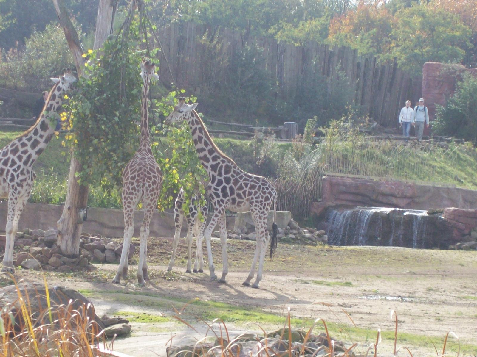 Zoom 18.10.2008-125.jpg